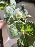 Seascape Strawberry Seeds, Heat-Tolerant Perennial Organic Berry