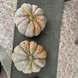 'Jing Xiangmi 201' Pumpkin Seeds – Cucurbita maxima, Sweet Powdery Flesh, Exceptional Taste, Ideal for Commercial Growing