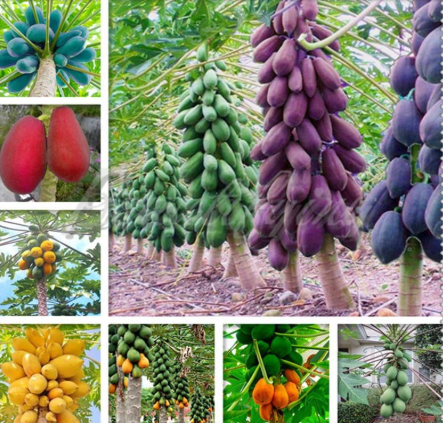 Mix Sweet Maradol Papaya Heirloom Seeds, Dwarf Tropical Juicy Edible Fruit Tree for Outdoor Garden
