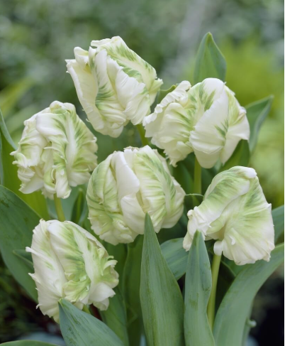 Super Parrot Tulip Bulbs for Planting, White-Green Striped Rare Tulip Flower Bulbs