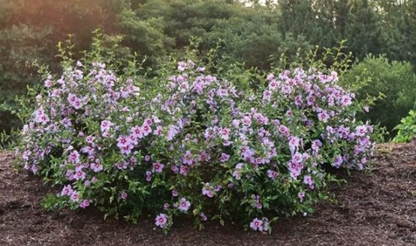 Purple Pink Rose of Sharon Seeds, Perennial Hibiscus Syriacus Shrub for Home Garden Decor