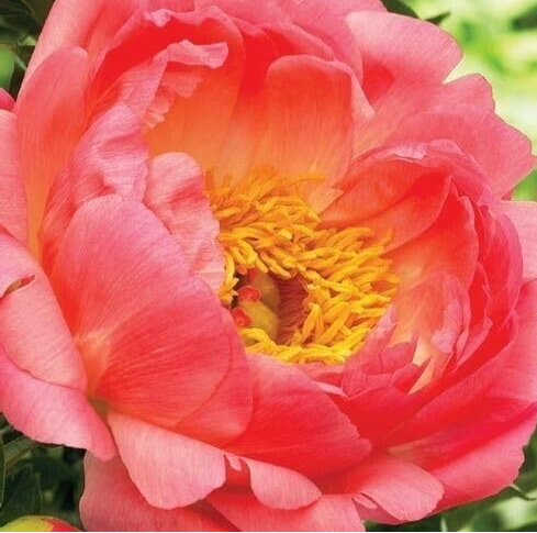 Coral Sunset Peony Live Bulb Root, Coral Peach Pink Semi-Double Blooms for Garden Planting