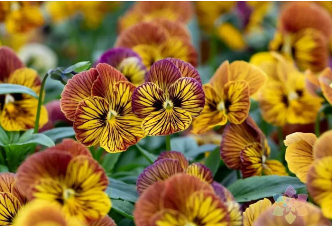 Tiger Eye Yellow Pansy Seeds, Viola Flower Seeds for Garden Planting