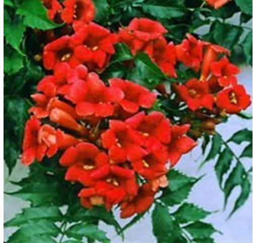 Rare Dark Red Hummingbird Trumpet Vine Seeds, Hardy Climbing Flower for Garden Trellis