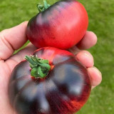 'Indigo Blue Beauty' Tomato Seeds | Solanum lycopersicum | Anthocyanin-Rich Blue Tomato