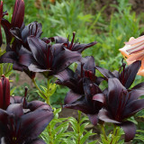Lilium 'Black Knight' Bulbs - Rare Black Flower Lily for Garden Landscaping Cut Flowers