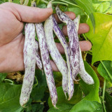 Purple Speckled Kidney Bean Seeds | High Yield Tender Snap Bean for Garden