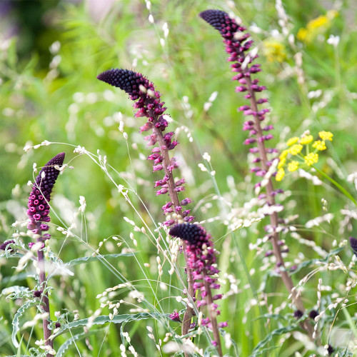 'Beaujolais' Purple Loosestrife Seeds | Lysimachia atropurpurea | Deep Purple Spike Flower