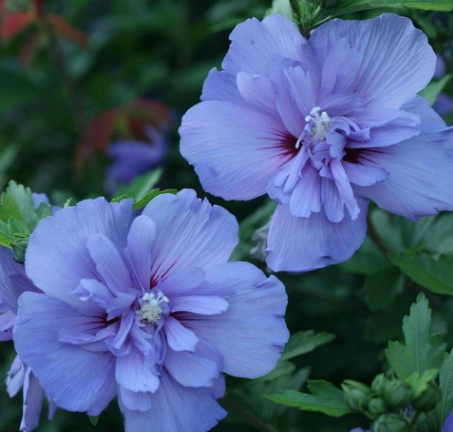 Blue Chiffon Rose of Sharon Seeds, Fall Hibiscus syriacus Semi-Double Blue Flower Shrub