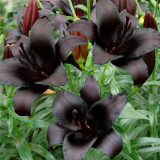 Lilium 'Black Knight' Bulbs - Rare Black Flower Lily for Garden Landscaping Cut Flowers