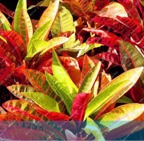 Leaf Croton Seeds, Codiaeum Variegatum Ornamental Indoor Plant for Home Gardening