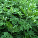 Fragrant Artemisia Seeds – Artemisia lavandulifolia, Medicinal & Edible Herb, Natural Insect Repellent, Versatile Uses