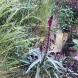 'Beaujolais' Purple Loosestrife Seeds | Lysimachia atropurpurea | Deep Purple Spike Flower