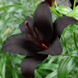 Lilium 'Black Knight' Bulbs - Rare Black Flower Lily for Garden Landscaping Cut Flowers