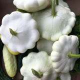 White Flying Saucer Squash Seeds – Cucurbita pepo 'White UFO', High-Yield Ornamental Edible Summer Squash