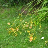 Blackberry Lily Seeds | Iris domestica | Medicinal Ornamental Perennial Herb