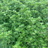 Fragrant Artemisia Seeds – Artemisia lavandulifolia, Medicinal & Edible Herb, Natural Insect Repellent, Versatile Uses