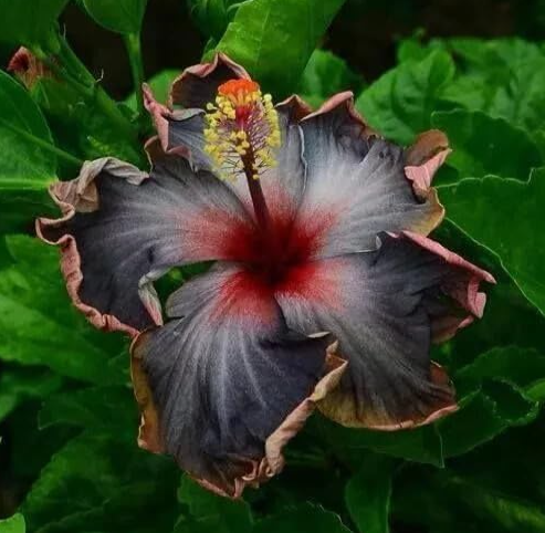 Black Pink Purple Hibiscus Seeds, Perennial Tropical Blooms for Garden Landscaping
