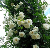 White Climbing Rose Seeds, Fragrant Perennial Multiflora Flower for Home Garden Decor