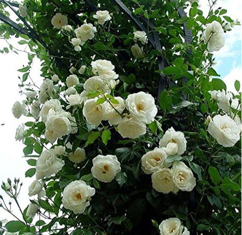 White Climbing Rose Seeds, Fragrant Perennial Multiflora Flower for Home Garden Decor