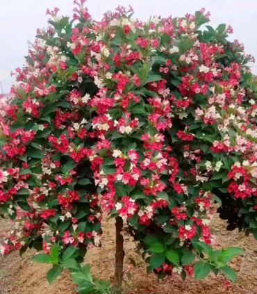 Multicolor Reblooming Weigela Seeds, Rare Old Fashioned Flowering Shrub