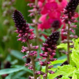 'Beaujolais' Purple Loosestrife Seeds | Lysimachia atropurpurea | Deep Purple Spike Flower