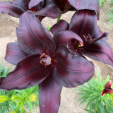 Lilium 'Black Knight' Bulbs - Rare Black Flower Lily for Garden Landscaping Cut Flowers
