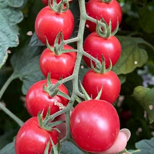 'Zhongying 2478' Cherry Tomato Seeds - Solanum lycopersicum, Indeterminate Pink Variety, High-Yield, Crack-Resistant