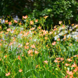 Blackberry Lily Seeds | Iris domestica | Medicinal Ornamental Perennial Herb