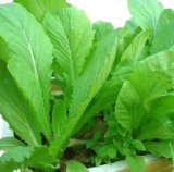 Chinese Green Gai Choy Seeds, Cải Bẹ Xanh Leafy Mustard Vegetable Seeds