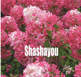Vanilla Fraise Strawberry Hydrangea Bonsai Seeds, Hydrangea Paniculata Climbing Flower for Home Garden