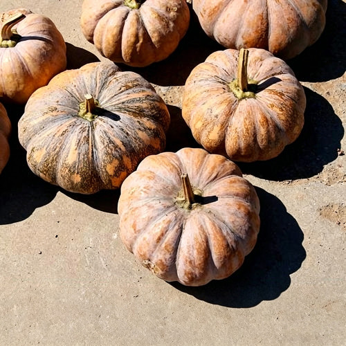 'Jing Xiangmi 201' Pumpkin Seeds – Cucurbita maxima, Sweet Powdery Flesh, Exceptional Taste, Ideal for Commercial Growing