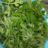 Fragrant Artemisia Seeds – Artemisia lavandulifolia, Medicinal & Edible Herb, Natural Insect Repellent, Versatile Uses