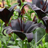 Lilium 'Black Knight' Bulbs - Rare Black Flower Lily for Garden Landscaping Cut Flowers