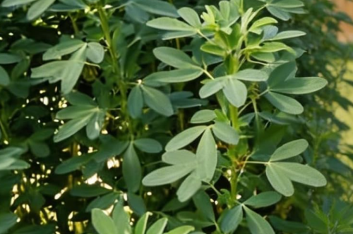 Chipilin Herb Seeds, Nutritious Edible Leaf Greens for Outdoor Home Vegetable Garden