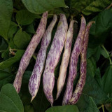 Purple Speckled Kidney Bean Seeds | High Yield Tender Snap Bean for Garden