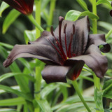 Lilium 'Black Knight' Bulbs - Rare Black Flower Lily for Garden Landscaping Cut Flowers