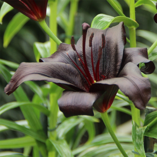 Lilium 'Black Knight' Bulbs - Rare Black Flower Lily for Garden Landscaping Cut Flowers