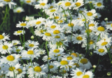 Ox-Eyed Daisy Seeds, Wild Chrysanthemum Perennial Pollinator Flower for Garden