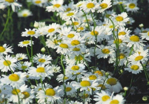 Ox-Eyed Daisy Seeds, Wild Chrysanthemum Perennial Pollinator Flower for Garden