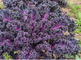 Cold Hardy Red Russian & Scarlet Kale Seeds, Nutritious Edible Leaf Greens for Salad