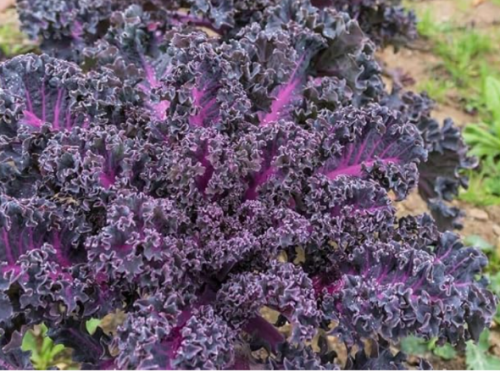 Cold Hardy Red Russian & Scarlet Kale Seeds, Nutritious Edible Leaf Greens for Salad