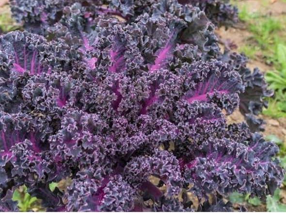 Cold Hardy Red Russian & Scarlet Kale Seeds, Nutritious Edible Leaf Greens for Salad