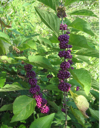Callicarpa Dichotoma Seeds, Purple Beautyberry Ornamental Fruiting Shrub