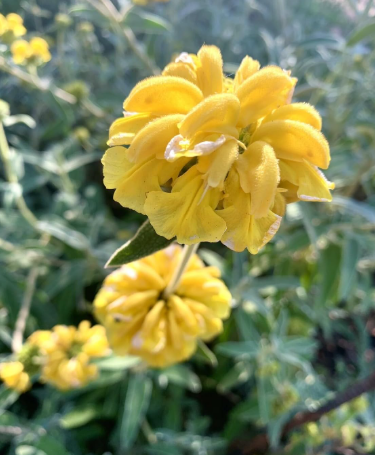 Drought-Tolerant Shrubby Jerusalem Sage Seeds, Phlomis fruticosa Pollinator Attracting Shrub