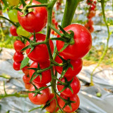 'Zhongying 2478' Cherry Tomato Seeds - Solanum lycopersicum, Indeterminate Pink Variety, High-Yield, Crack-Resistant