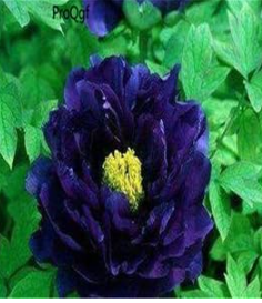 Dark Purple Paeonia lactiflora Peony Bulbs, Rare Black Peony with Extra Gift