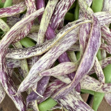 Purple Speckled Kidney Bean Seeds | High Yield Tender Snap Bean for Garden