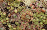 Mixed Hens & Chicks Succulent Seeds, Sempervivum Live Forever Perennial Ground Cover