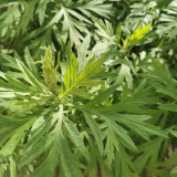 Fragrant Artemisia Seeds – Artemisia lavandulifolia, Medicinal & Edible Herb, Natural Insect Repellent, Versatile Uses